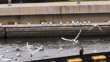 bandada de gaviotas despegando del agua del canal video