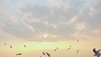 tiro em câmera lenta de gaivotas voando no pôr do sol de inverno