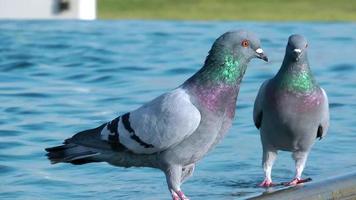 courtiser les pigeons pigeons mâles debout à la fontaine.