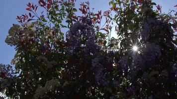 Tree Leaf Blossom And Sun Light Footage video