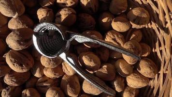 Imágenes de la primera cosecha de nueces del año. video