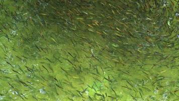 Los bancos de peces nadan sincronizados en el estanque de reproducción. video