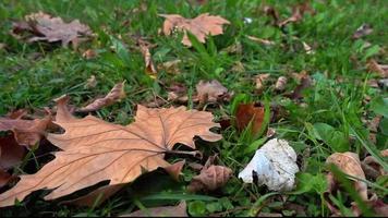 Zeitlupenaufnahme von gelben Blättern, die im Herbst auf Gras fallen video