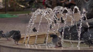 pigeons sauvages de la ville debout à la fontaine dans les images du parc video