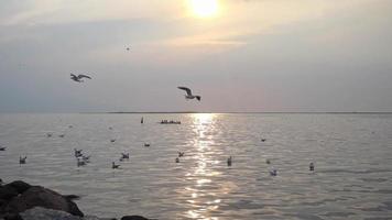 tiro em câmera lenta de gaivotas voando no pôr do sol de inverno video