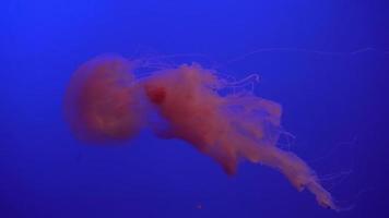 schöne Gruppe von Quallen chrysaora fuscescens, die in 4k durch den Ozean schwimmen video