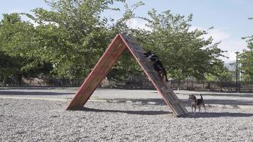 entrenamiento de perros en el parque para perros. subir una rampa y atrapar una pelota video