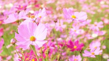 vackert landskap av söta rosa kosmosblommor som blommar i en botanisk trädgård på hösten eller hösten, blommar eller blommar bakgrund, video