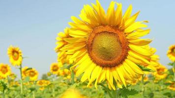 buenos dias girasol. video colorido del girasol contra el cielo azul.