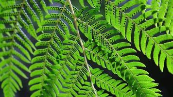 hermoso primer plano de una planta de helecho con esporas negras. la luz del sol brillando sobre los vibrantes colores verdes de las hojas. toma cinematográfica. video