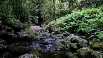 Spring of the river running calmly in the deep forest. Jungle feeling. Travel the world. Relaxing and meditative feeling. Beautiful and amazing place. Rocks and moss. Green plants. Travel the world. video