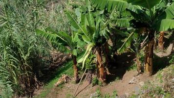 Bananenplantage auf der Insel Madeira, Portugal. Bio-Bananen, natürliches und gesundes Essen. Bananenbaum und Blätter.