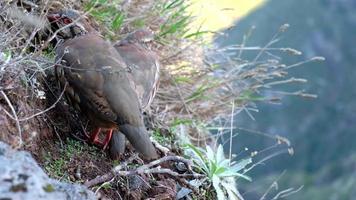 cuatro pájaros en un acantilado en las montañas durante un día soleado. observación de aves ornitólogo. video