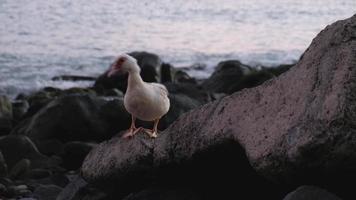 pato blanco caminando sobre las rocas de la costa durante la puesta de sol. océano y olas. vida animal. isla de madeira, portugal. video