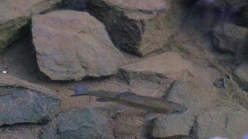 Fish on the pond. Fish still in the water. Wildlife. Empty space above for writing text. video