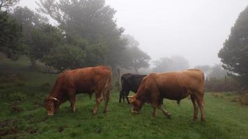 Cows eating grass in a foggy forest. Black and brown cows. Strong winds. Cattle in nature. Tree branches moving with the wind and fog passing very fast. Madeira Island, Portugal. video