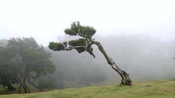 Magischer Nebelwald und Bäume mit ungewöhnlichen Formen, die durch rauen Wind und Umwelt verursacht werden. Reise um die Welt und entdecke ihre Wunder. starke Winde, Wolken und Nebel. märchenhafter Ort. Madeira, Portugal. video