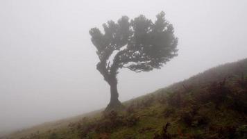 Magical foggy forest and laurel trees with unusual shapes caused by harsh wind and environment. Travel the world and discover its wonders. Strong winds, clouds and fog. Laurisilva of Madeira Portugal. video