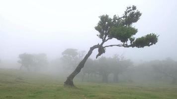floresta de neblina mágica e árvores de loureiro com formas incomuns causadas pelo vento e ambiente severos. viajar pelo mundo e descobrir suas maravilhas. ventos fortes, nuvens e neblina. laurisilva da madeira portugal.