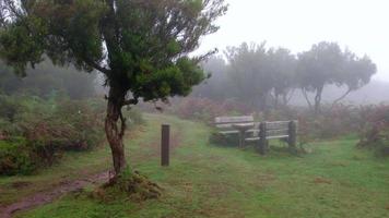Magical foggy forest and laurel trees with picnic table. Travel the world. Strong winds, clouds and fog. Fairy tale place. Laurisilva of Madeira UNESCO Portugal. Hiking path to the forest. video