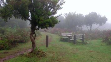 magisch mistig bos en laurierbomen met picknicktafel. de wereld rondreizen. harde wind, wolken en mist. sprookjesachtige plek. laurisilva van madeira unesco portugal. wandelpad naar het bos. video