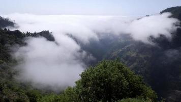 vue aérienne de drone survolant une forêt avec des nuages. filmer la forêt profonde avec un mouvement d'en haut avec des nuages qui passent. plan cinématographique. au dessus des nuages. sensation de détente et de réflexion. Voyage. video