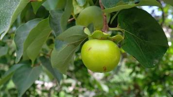 diospyros kaki, japansk persimon. växter och frukter. gröna löv. organisk mat. mognad. video