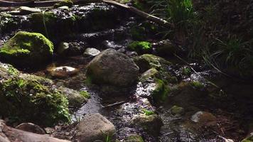 rio de alta montanha águas cristalinas ervas daninhas e musgo nas pedras