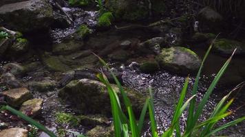 rio de alta montanha águas cristalinas ervas daninhas e musgo nas pedras