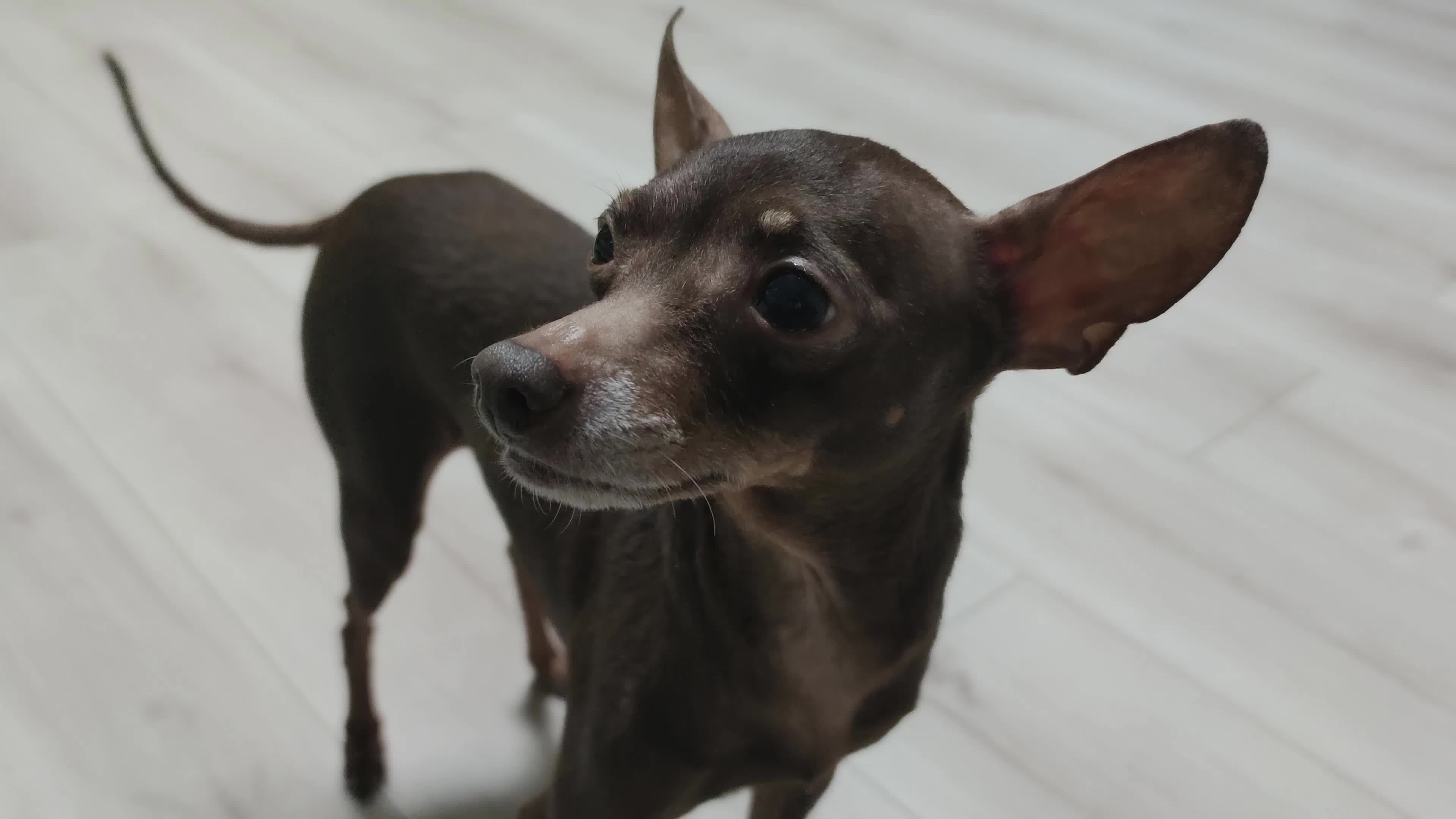 Cute Dog Inquisitively Looking up at Camera Wagging its Tail. Happy Cute Funny Friendly Pet Wagging his Tail at Home. Brown Chihuahua Dog Asks to Play with Her. 6301356 Stock Video at Cute Dog Inquisitively Looking up at Camera Wagging its Tail. Happy Cute Funny Friendly Pet Wagging his Tail at Home. Brown Chihuahua Dog Asks to Play with Her. 6301356 Stock Video at