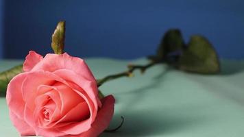 mujer poniendo rosas frescas en la superficie de la mesa. las rosas de durazno y sus largos tallos se colocan sobre la mesa en la plantación de rosas. haciendo un ramo.