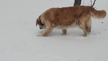 Labrador Retriever Dog Plays Outdoors in the Snow in Winter. Golden Retriever Dog in Winter.