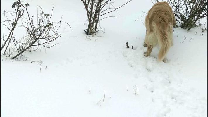 狩獵影片