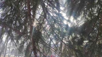 branches de l'arbre de noël dans les rayons du soleil du matin dans le centre-ville. route automobile sur fond d'arbres. concept du matin dans la ville. video
