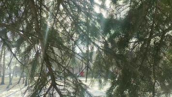 Zweige des Weihnachtsbaums in den Strahlen der Morgensonne in der Innenstadt. Autostraße auf dem Hintergrund von Bäumen. Autos mit Passagieren eilen zur Arbeit. video
