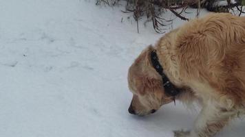 Golden Retriever, der während eines Wintersturms im Schnee gräbt und spielt. Jagdhund, der an einem Wintertag mit der Nase im tiefen Schnee gräbt. lustiger Golden Retriever frisst Schnee.