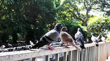 Many flocks of gray and black pigeons stood with their claws on the bridge railing. A Group of birds flies freely by their wings at a natural park, green tree background, beautiful sunlight in a day.