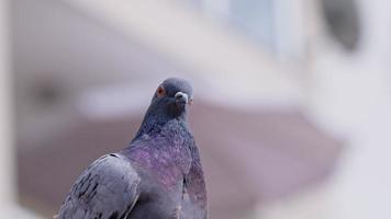 animal oiseau pigeons gros plan video