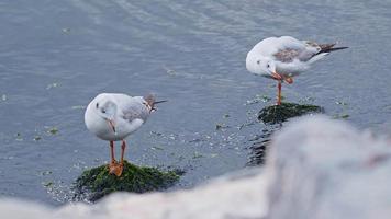 Animal Bird Seagulls in Sea Water video