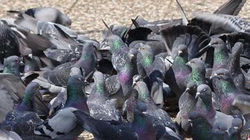 Animal Bird Pigeons Close Up video