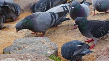 animal oiseau pigeons gros plan video