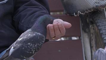 animal oiseau pigeons mangeant de la main video