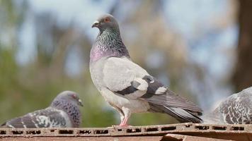animal oiseau pigeons gros plan video