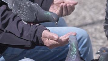 animal oiseau pigeons mangeant de la main