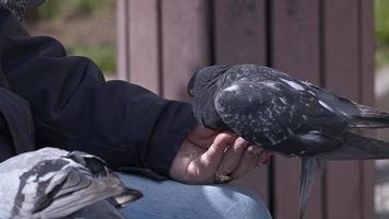pájaro animal palomas comiendo de la mano video