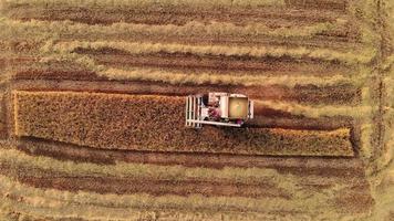 vue aérienne de la machine de récolte travaillant dans le champ, moissonneuse-batteuse travaillant sur une rizière. video