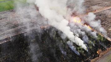 il problema delle emissioni della combustione della canna da zucchero ha un impatto negativo sulla salute pubblica ed è l'effetto serra e il riscaldamento della terra. video