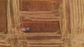 vista aérea de la máquina de cosecha trabajando en el campo, cosecha combinada trabajando en un campo de arroz. video