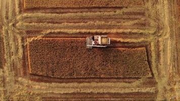 Airial view of harvest machine working in field , Combine harvest working on a rice field. video