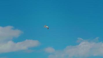 vue d'une mouette volant dans un beau ciel clair video